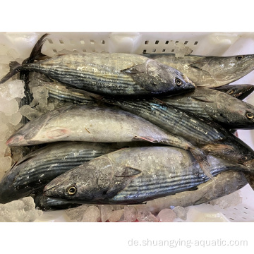 Gefrorener Thunfisch ganz rund Albacore Bonito in Schüttung
